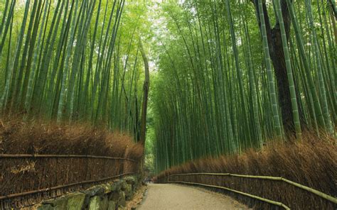  Journey Through the Bamboo Grove: An Exploration of Japan's Enchanting Folk Tale of Perseverance and Hope